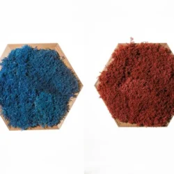 Two hexagonal wooden wall panels filled with preserved moss, one in blue and one in rust red, on a white background.
