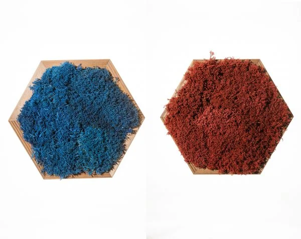 Two hexagonal wooden wall panels filled with preserved moss, one in blue and one in rust red, on a white background.