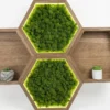 Backlit hexagonal wooden wall shelves filled with green preserved moss and flanked by small potted plants.