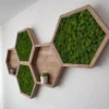 Wooden hexagonal wall shelves filled with green preserved moss and small potted plants on a white wall