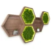 Hexagonal wooden wall shelves filled with backlit green moss and small potted plants.