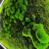 IMG_1093-1200x1600.jpg-1 Vertical green moss wall featuring textured bun moss and flat moss illuminated by a linear light strip.