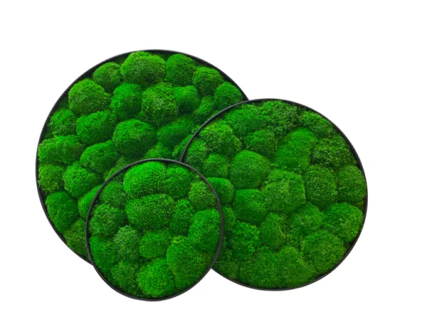 Three overlapping round wall panels filled with textured green ball moss in slim black frames