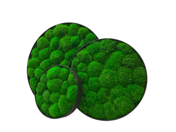 Angled view of three round green ball moss wall panels displaying slim black frame rims