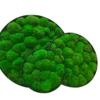 Three round wall art panels with black frames filled with green ball moss
