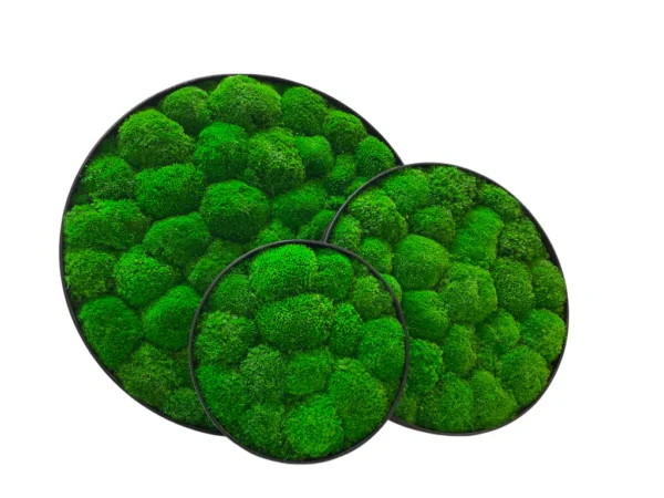 Three round wall art panels with black frames filled with green ball moss