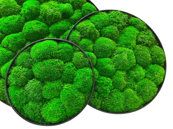 Three overlapping round wall art pieces with textured green ball moss in black frames