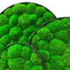 Round moss wall art panels featuring vibrant green ball moss in slim black frames.