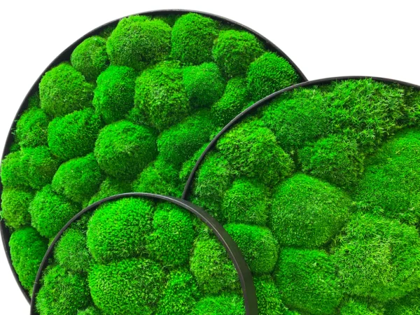 Round moss wall art panels featuring vibrant green ball moss in slim black frames.