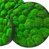 Three circular wall art pieces filled with textured green bun moss in round black frames.