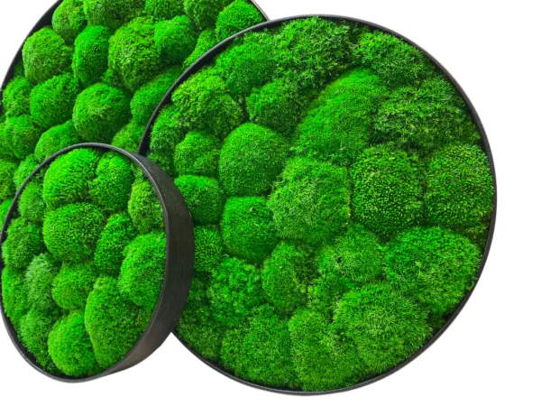 Three circular wall art pieces filled with textured green bun moss in round black frames.