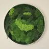 Round preserved moss wall art with light and dark green moss and fern fronds in a white frame.