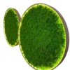 Two round wall-mounted green moss art panels with illuminated rims against a white backdrop.