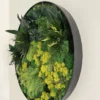 Circular black frame containing green and yellow preserved moss and foliage, mounted on a white wall.