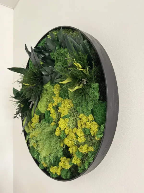 Circular black frame containing green and yellow preserved moss and foliage, mounted on a white wall.