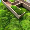 Wooden 3D letter H frame partially filled with green ball moss, resting on a bed of vibrant green moss.