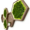 Hexagonal wooden wall shelves with backlit preserved green moss and a small potted plant on a white wall.