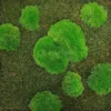 Round clumps of bright green cushion moss on a textured dark green moss background.