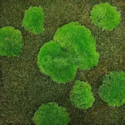 Round clumps of bright green cushion moss on a textured dark green moss background.