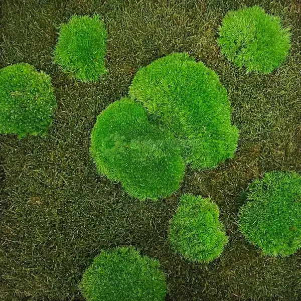 Round clumps of bright green cushion moss on a textured dark green moss background.