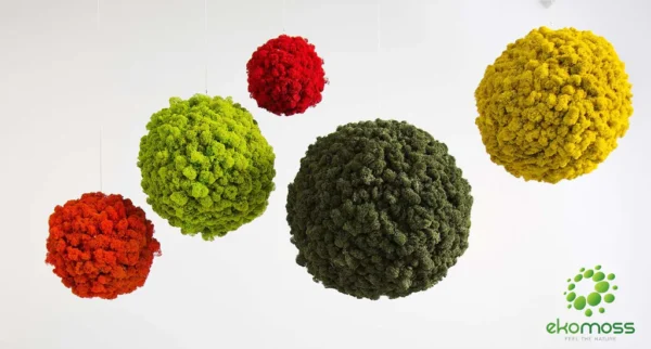 Moss Ball with Iceland Moss - Image 2