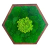 Hexagon framed preserved moss wall art featuring textured ball moss and center reindeer moss