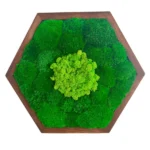 Hexagon Moss Wall Art with Ball Moss and Reindeer Moss