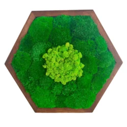 Hexagon Moss Wall Art with Ball Moss and Reindeer Moss