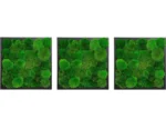 Kugel Moss Wall Art – Ball Moss 3-Piece Set - Image 3