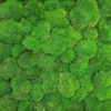Dense texture of rounded green preserved ball moss cushions