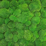 Kugel Moss, Cushion Moss, Bollen Moss – Size M - Image 10