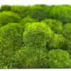 Close-up of dense green bun moss mounds on Provence moss wall art