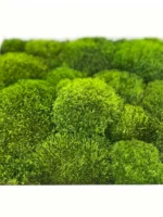 Moss Picture with Provence Moss (Siberian Moss) - Image 5