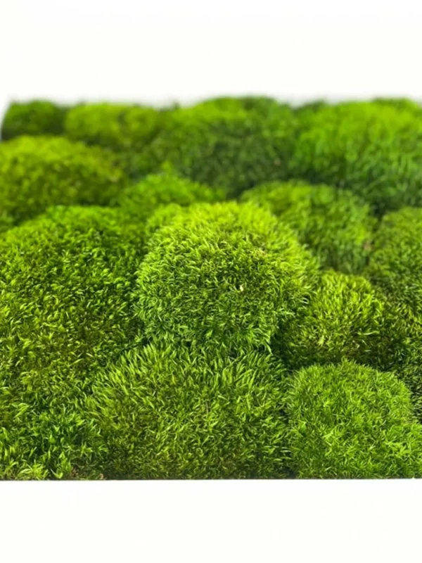 Moss Picture with Provence Moss (Siberian Moss) - Image 5