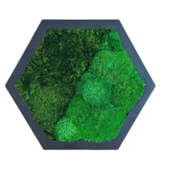 Hexagon Moss Wall Art with Reindeer Moss and Provence Moss