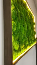 Kugel Moss, Cushion Moss, Bollen Moss – Size M - Image 16