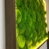 Ball moss wall art in a brown wood frame with warm LED perimeter lighting, viewed from the side.