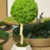 Decorative tree with green lichen moss crown, natural wood trunk, and white geometric pot