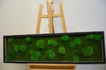 DIY Moss Picture Kit – Mix of Bun Moss and Flat Moss - Image 2
