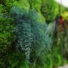 Close-up of bluish-green preserved fern foliage nestled in textured green moss wall art