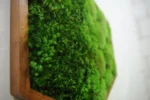 Hexagon Moss Wall Art with Reindeer Moss and Provence Moss - Image 5
