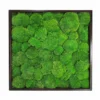 Framed ball moss wall art featuring preserved bun moss in a square frame