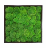 Framed Reindeer Moss Picture (Moss Wall Art)
