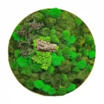 Round Moss Picture with Wood