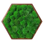 DIY Moss Picture Set Hexagon – Cushion Moss - Image 3