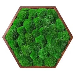 Hexagon Moss Wall Art with Cushion Moss