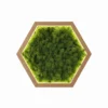 Hexagon moss wall art with green reindeer moss, natural wood frame, and interior LED lighting