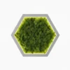 Hexagon wall art with preserved green reindeer moss and inner LED backlight in a white frame
