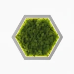 Hexagon LED Wall Art Made of Iceland Moss - Image 4