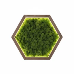 Hexagon LED Wall Art Made of Iceland Moss